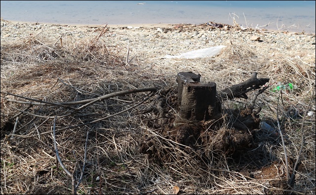 2년 전 달성군이 심은 과실나무들이 말라 죽어 잘려 있었다(2018.3.2.달성군 화원읍) / 사진. 평화뉴스 김지연 기자