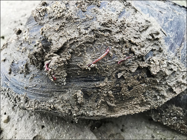 조개를 캐내다가 뻘밭 속에서 발견한 붉은깔따구 유충. 수질 최악의 지표종이다. ⓒ 대구환경운동연합 정수근