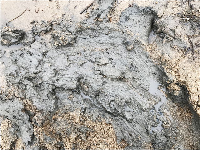 위에 덮인 모래를 치우자 썩은 펄이 나온다ⓒ 대구환경운동연합 정수근