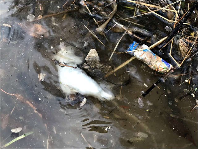 강변에는 죽은 물고기에서부터 각종 쓰레기 심지어 죽은 쥐새끼마저 둥둥 떠다니고 있다. ⓒ 대구환경운동연합 정수근