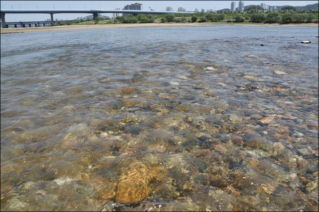 자갈돌이 훤히 보일 정도로 맑은 강물이 흘러내리는 금강의 모습. 수문개방 6개월 만에 금강이 화려하게 부활했다.ⓒ 대구환경운동연합 정수근
