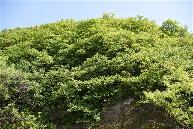 모감주나무군락지에 '초록'이 완연하다. 모감주나무군락지는 산림청의 희귀식물로 지정돼 있고, 대구시는 산림유전자원보호구역으로 지정해서 보호하고 있는 수종이다. ⓒ 대구환경운동연합 정수근