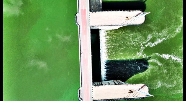 녹조라떼가 콸콸 쏟아져내리고 있는 달성보의 8월 1일 모습이다. 청산가리 100배의 맹독성 물질을 품은 유해 남조류가 대량증식한 낙동강의 위험천만한 모습이 아닐 수 없다. / 사진. 대구환경운동연합
