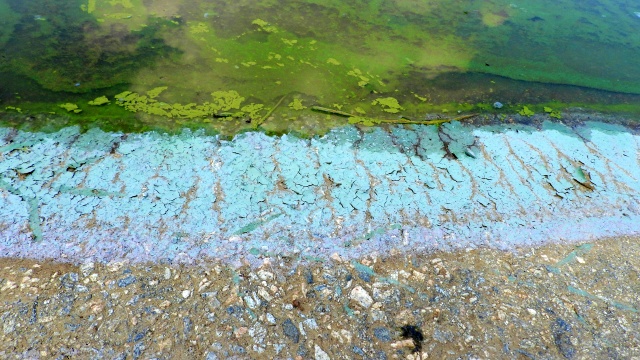 영주댐에서 발견된 녹조제거제 루미라이트 추정물질(2020.8.25) / 사진.내성천보존회