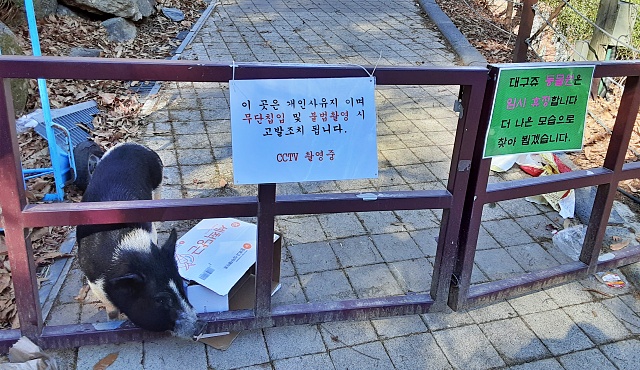 문 닫힌 동물원에 미니피그가 빈 박스를 뒤지고 있다(2021.2.4) / 사진.평화뉴스 김두영 수습기자