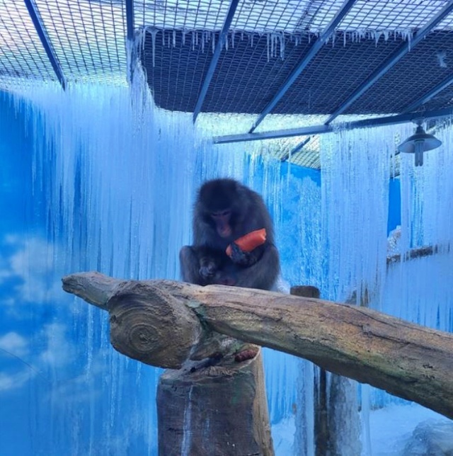고드름이 잔뜩 달린 A동물원 사육장 안에서 당근을 먹고 있는 원숭이 / 사진 제공.비구협