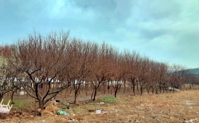 연호지구 마을 농지에 빽빽한 수목들(2021.3.12) / 사진.평화뉴스 김두영 기자