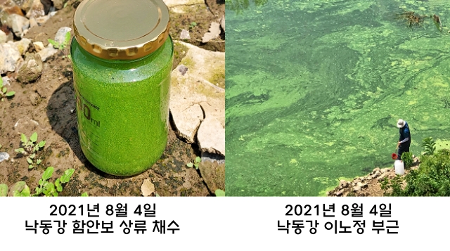 낙동강 함안보 상류와 합천보 상류 고령 우곡교 이노정 부근 녹조(2021.8.4) / 사진.환경운동연합