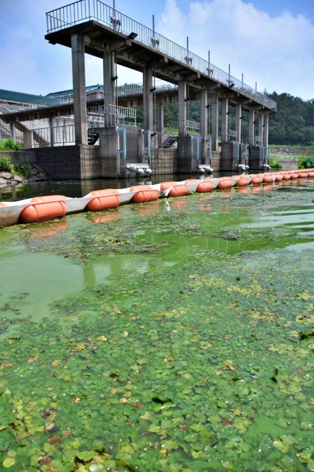 대구 낙동강 문산취수장 취수구 앞에 대량으로 핀 녹조(2022.8.3) / 사진.대구환경운동연합