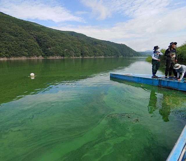 짙은 초록색 녹조가 핀 낙동강...2022년 8월 4일~6일 낙동강 현장 조사 /사진.환경운동연합
