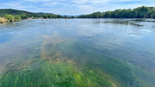 대구 동구 일원 금호강...맑은 물 사이로 수초가 보인다. / 사진.대구환경운동연합