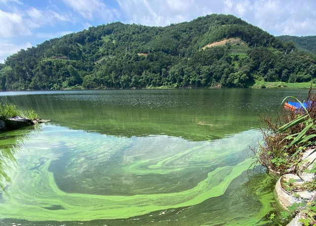 2022년 8월 낙동강 일대에 핀 짙푸른 색의 녹조 / 사진.환경운동연합
