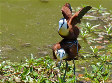 자카니는 수컷이 육아를 담당하기에 가임 가능한 적은 수컷을 차지하기 위해 암컷끼리 경쟁한다. 그래서 암컷이 덩치가 크다.(사진.『동물의 무기』 책 본문)
