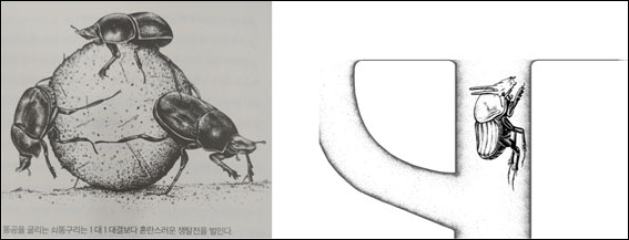 쇠똥을 굴리는 쇠똥구리는 뿔이 없지만, 굴을 지키는 쇠똥구리는 뿔이 있다.(사진.『동물의 무기』 책 본문)