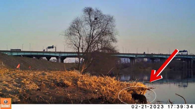 멸종위기종 2급 야생생물인 삵의 모습 / 사진.대구환경연