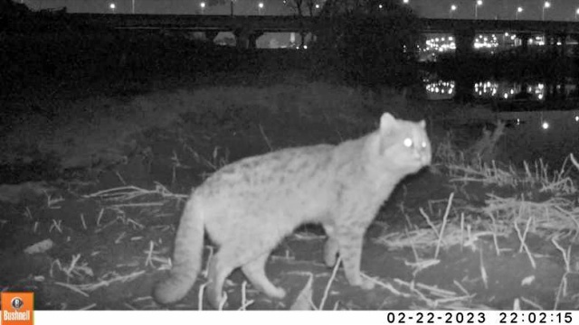 2월 22일 무인카메라에 포착된 삵의 모습 / 사진.대구환경연