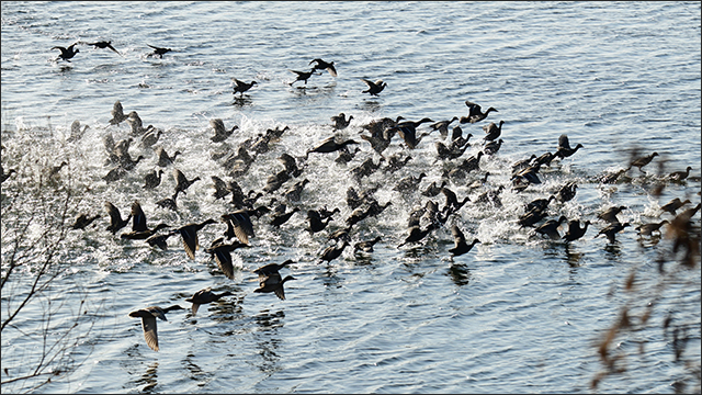안심습지 물닭 / 사진. 생명평화아시아