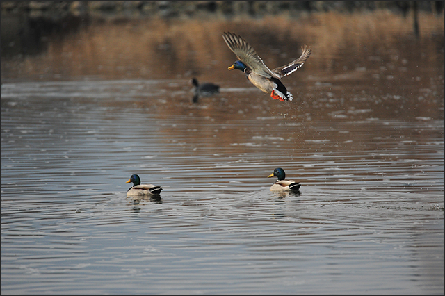안심습지 청둥오리 / 사진. 생명평화아시아