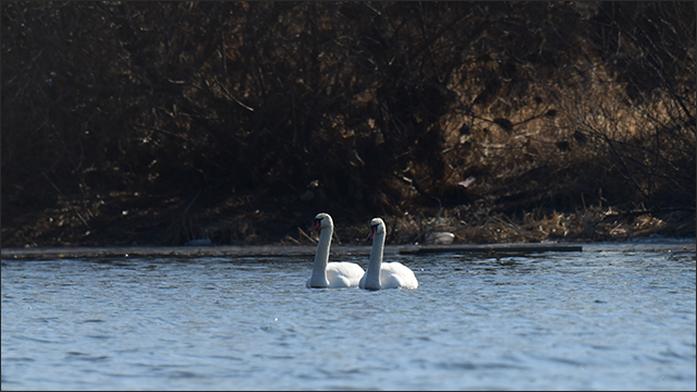 금강잠수교 혹고니 / 사진. 생명평화아시아