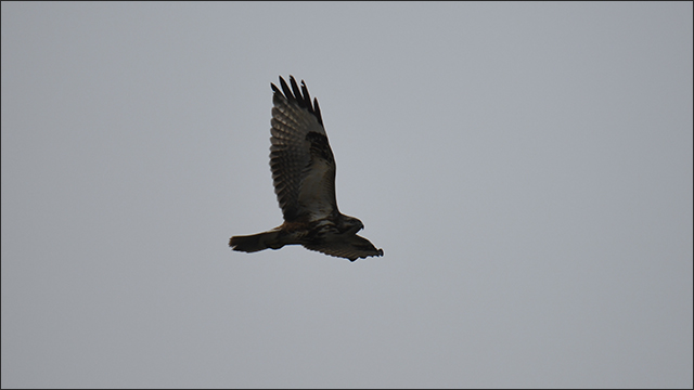 무태교 큰말똥가리 / 사진. 생명평화아시아