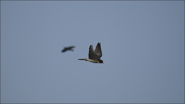 무태교 매 / 사진. 생명평화아시아