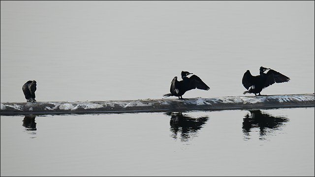 무태교 민물가마우지 / 사진. 생명평화아시아