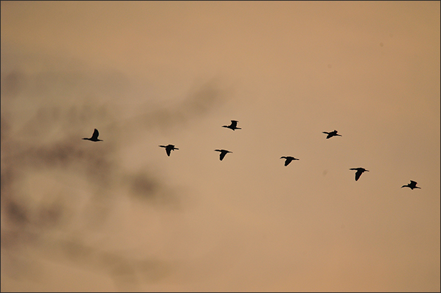 달성습지 민물가마우지 / 사진. 생명평화아시아