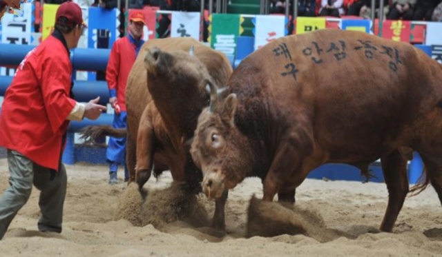 '청도소싸움경기장'에서 황소들이 뿔치기를 하며 싸움을 하고 있고. / 사진.경북 청도군