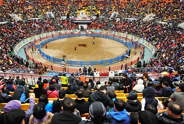 '청도소싸움축제'에서 소싸움 경기를 보는 관람객들 / 사진.경북 청도군
