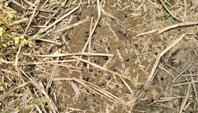 팔현습지 안에서 발견된 야생동물 고라니 배설물(2023.6.5) / 사진.평화뉴스 김영화 기자