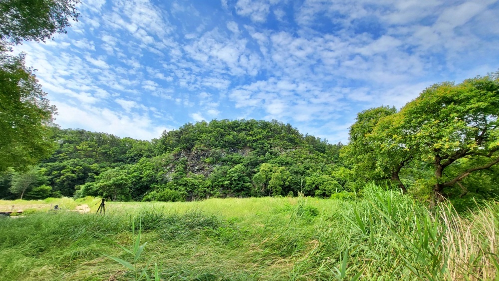 금호강 팔현습지 숲...환경청은 이 곳에 교각, 제방 등 공사를 진행할 예정이다.(2023.6.5) / 사진.평화뉴스 김영화 기자