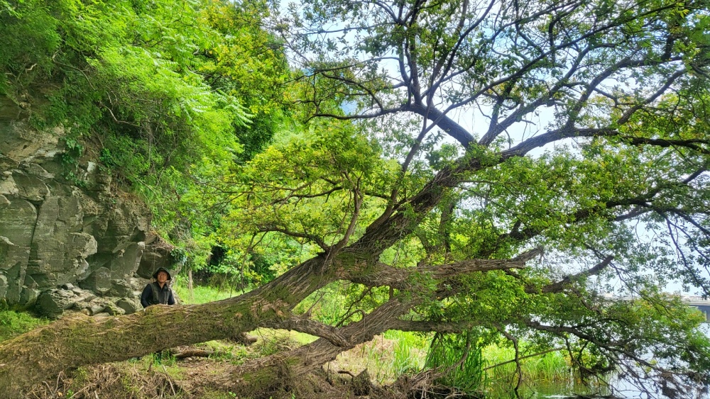 팔현습지 깊은 곳에 자리잡은 왕버들 숲(2023.6.5) / 사진.평화뉴스 김영화 기자