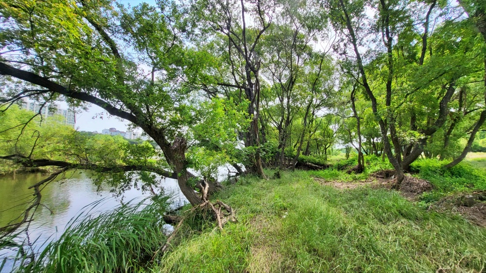 금호강 팔현습지(2023.6.5) / 사진.평화뉴스 김영화 기자