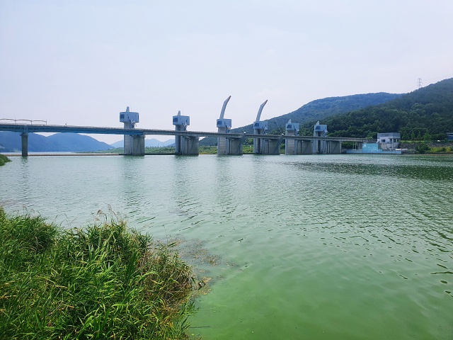 합천보 근처에도 녹조가 창궐해 있는 모습(2023.6.19) / 사진. 평화뉴스 정준민 수습기자