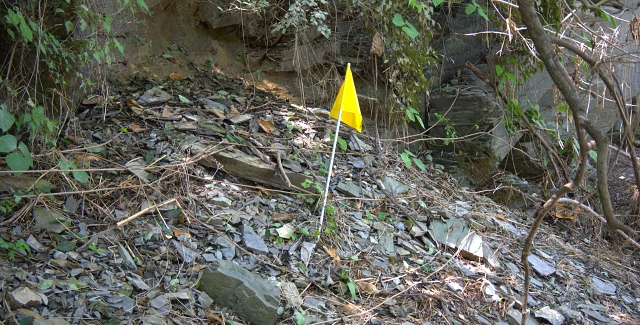 팔현습지 안에 산책로 공사 예정지를 따라 노란 깃발이 설치됐다. (2023.8.21) / 사진. 평화뉴스 정준민 기자