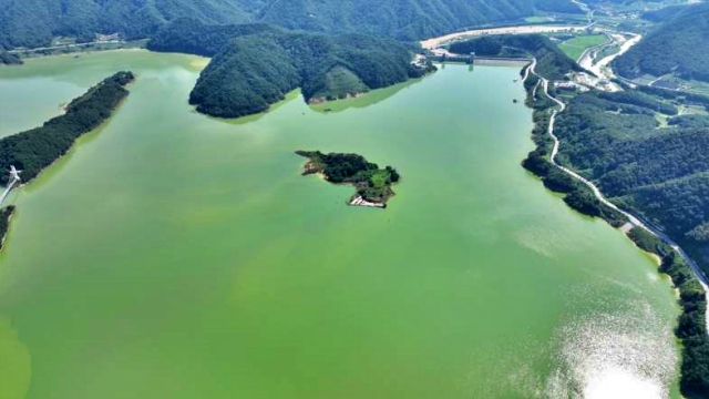 녹조가 핀 영주댐의 모습(2023.8.22) / 사진.대구환경운동연합