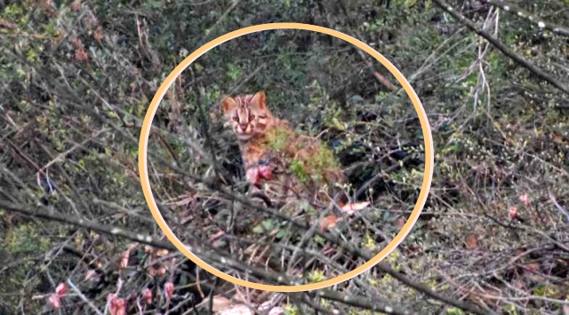 멸종위기종 2급 야생생물인 삵의 모습 / 사진.대구환경운동연합