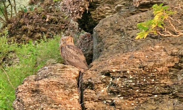 금호강 팔현습지에서 목격된 멸종위기종 야생생물 2급 수리부엉이 / 사진.대구환경운동연합