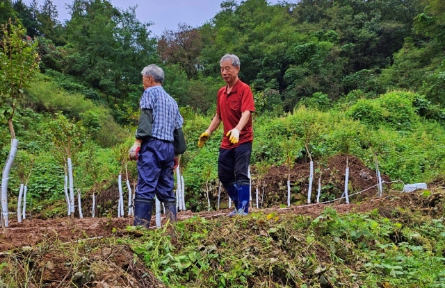 위령탑 뒤편 부지에 추모 배롱나무를 심는 모습(2023.9.21) / 사진. (사)한국전쟁전후 경산코발트광산 민간인희생자유족회