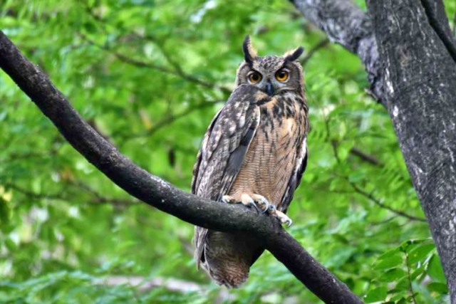 대구 금호강 팔현습지에서 발견된 깃대종 멸종위기종이자 천연기념물인 수리부엉이 / 사진.대구환경운동연합