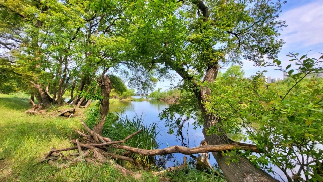 금호강 팔현습지 왕버들숲(2023.6.5) / 사진.평화뉴스 김영화 기자