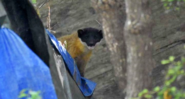 금호강 팔현습지에서 발견된 멸종위기종 야생생물 2급 담비 / 사진. 대구환경운동연합