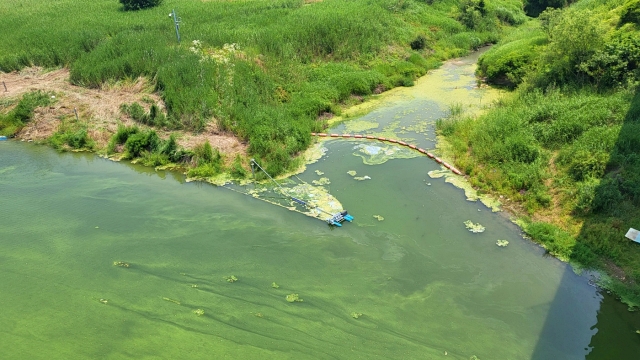 녹조가 핀 고령 우곡교 인근 낙동강의 모습(2023.6.19) / 사진. 평화뉴스 정준민 기자