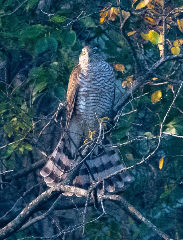 금호강 팔현습지에서 목격된 멸종위기 2급 참매 / 사진.금호강 난개발 저지 대구경북공대위(시민 박세형 제공)'