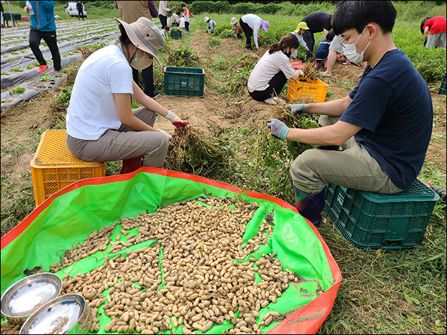 조합원들의 안심농장 땅콩 수확 체험(2022년) / 사진. 안심협동조합