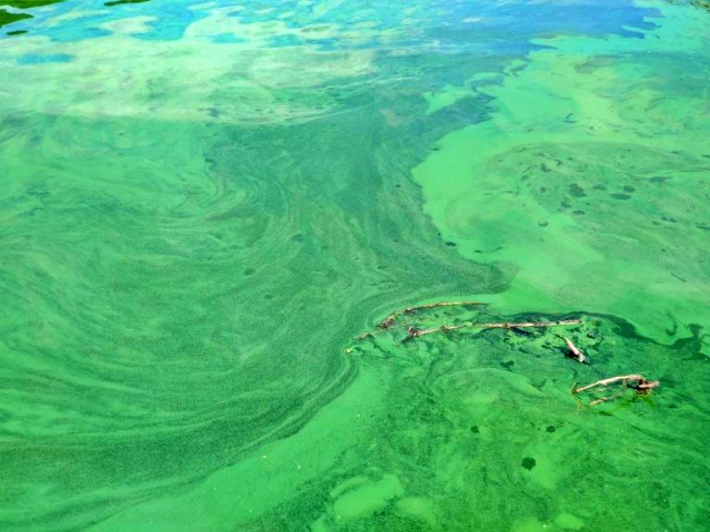 가을철 낙동강에 핀 짙푸른 녹조(2022.10) / 사진.환경운동연합