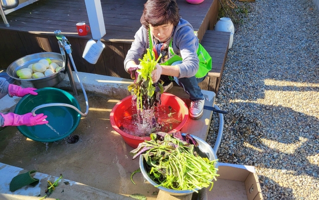 김치 속재료에 들어갈 야채를 씻는 모습(2023.11.25) / 사진. 평화뉴스 정준민 기자