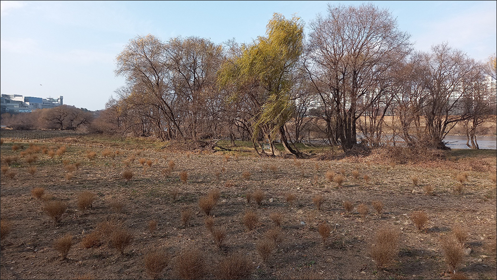 금호강 팔현습지. 대구시 동구 방촌동에서 수성구 고모동 팔현마을을 이어 형성된 금호강 하천 습지 / 사진. 김문주