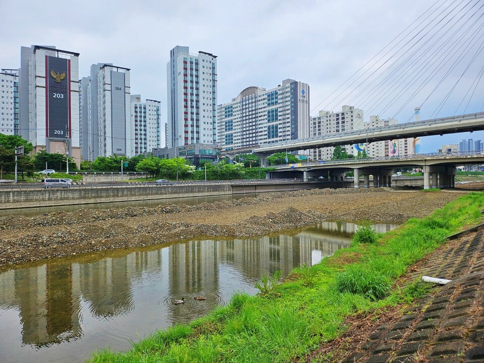 대구 중구 대봉교 신천 둔치, 하천 중심부에 흙이 쌓였다. 강물에서  오리들의 모습.(2024.4.29) / 사진.평화뉴스 정준민 기자