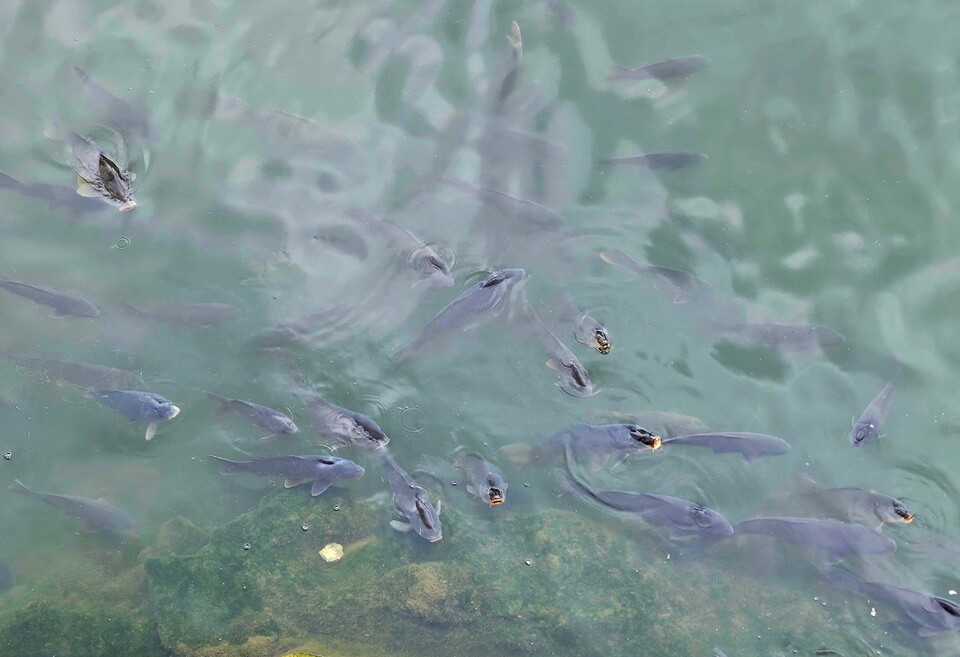 하천 가장자리에 잉어들이 몰려 있다. (2024.4.29) / 사진.평화뉴스 정준민 기자